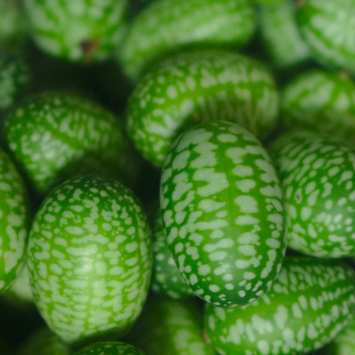 Mexican Sour Gherkin Cucumber Tarot Seed Packet