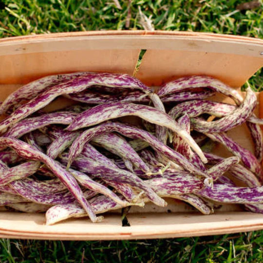 Dragon Tongue Bush Bean Tarot Seed Packet