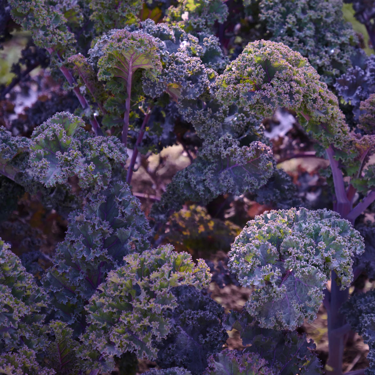 Scarlet Kale Tarot Seed Packet