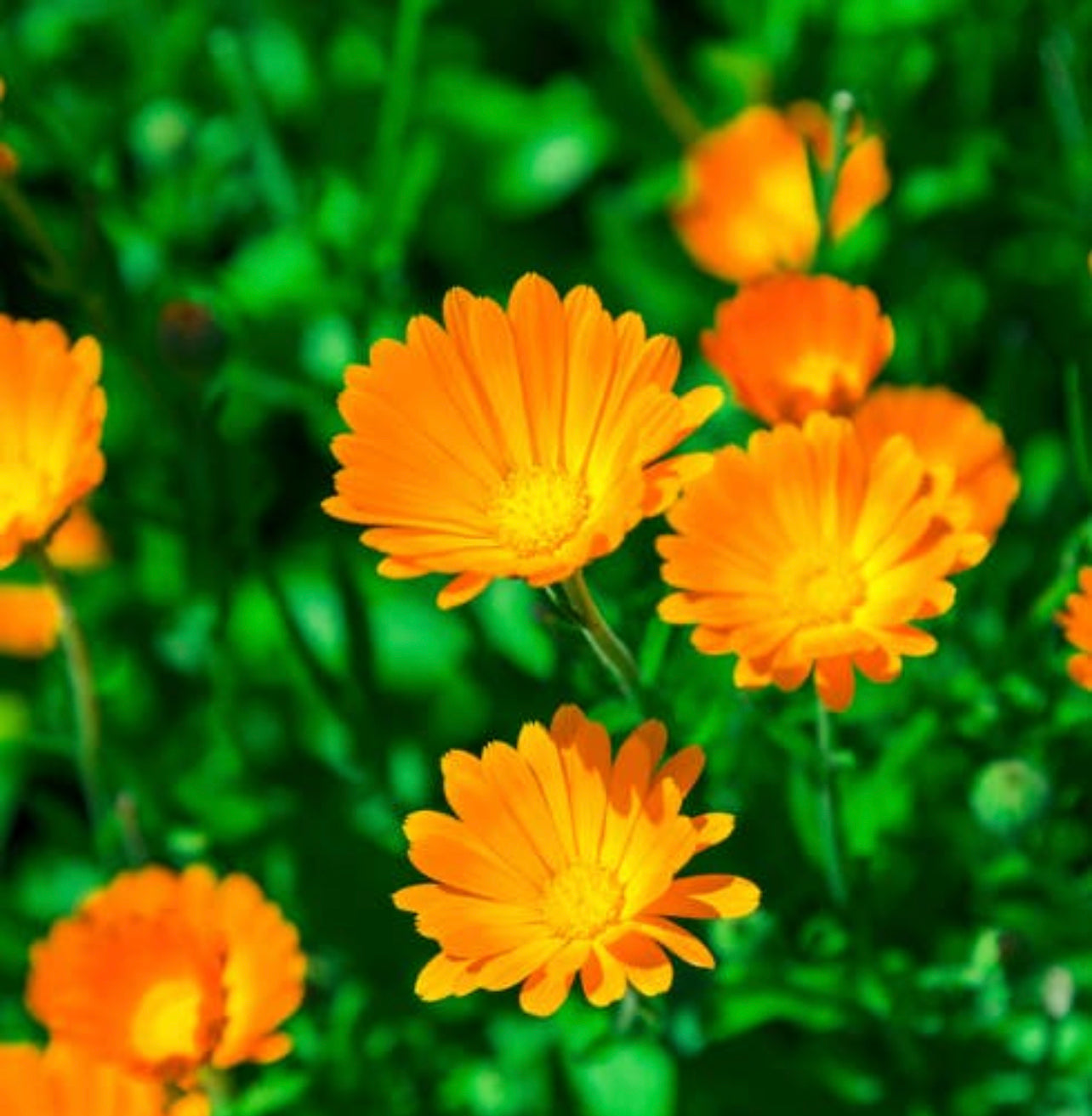 Calendula Tarot Seed Packet