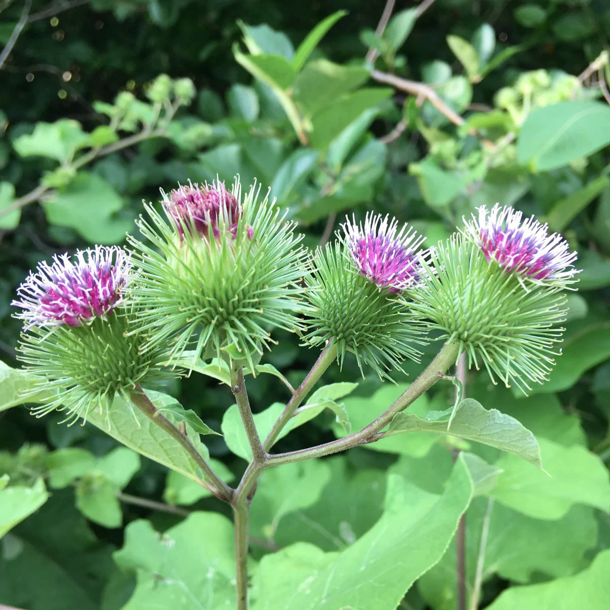 Burdock Tarot Seed Packet