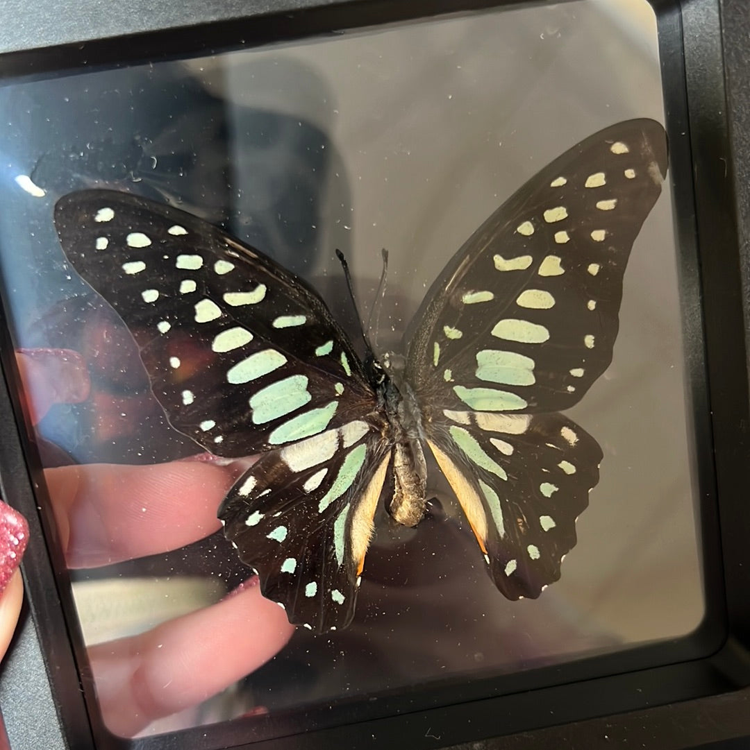 Reserved dark sphinx