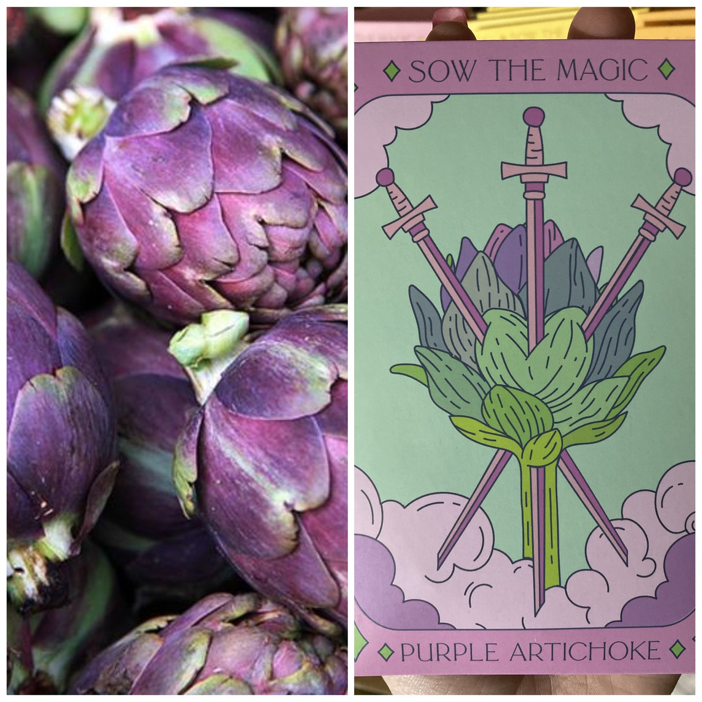 Purple Artichoke Seed Pack